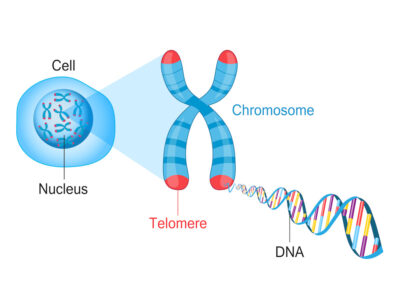 Schematische Darstellung der Telomeren mit dem Enzym Telomerase