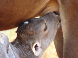 Ein Kalb trinkt Colostum, auch Biestmilch genannt, von der Mutterkuh